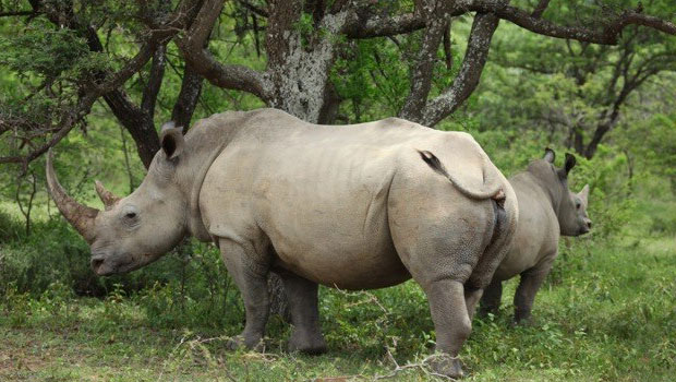 rhinos